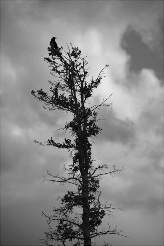 Main image Foreboding Crow