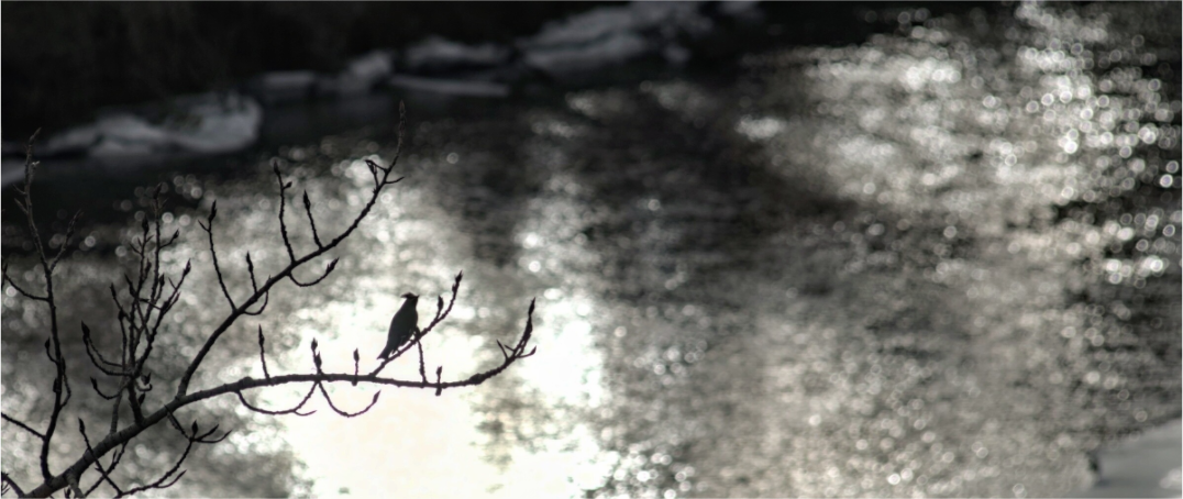 Main image A Branch to Rest on