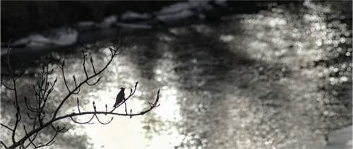 Main image A Branch to Rest on