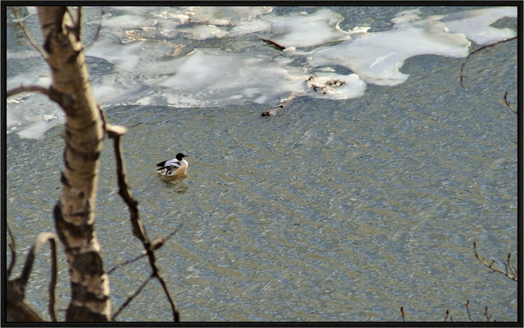 Main image Duck along the thawing Elbow River