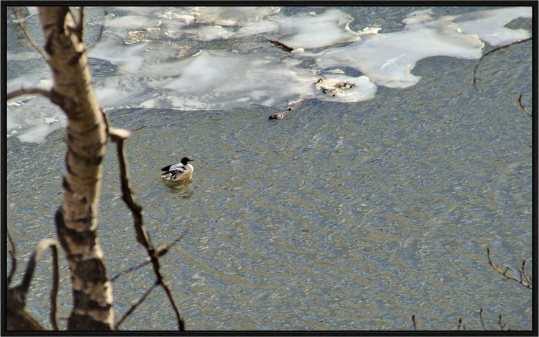 Main image Duck along the thawing Elbow River
